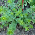 Origanum x 'Kent Beauty'